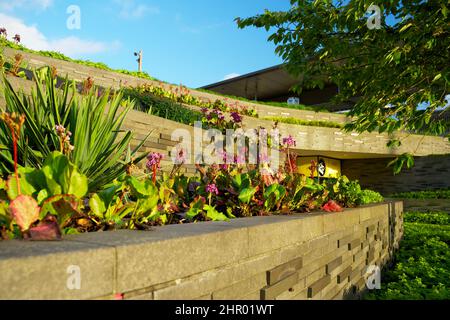 Jardin sur le toit de sedum fleuri sur un toit vert en été dans un environnement urbain Banque D'Images