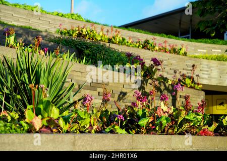 Jardin sur le toit de sedum fleuri sur un toit vert en été dans un environnement urbain Banque D'Images