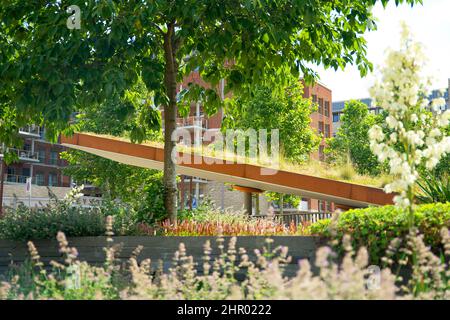 Jardin sur le toit de sedum fleuri sur un toit vert en été dans un environnement urbain Banque D'Images