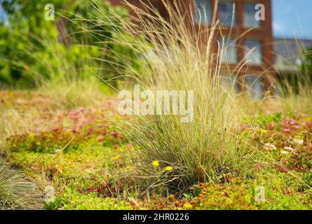 Jardin sur le toit de sedum fleuri sur un toit vert en été dans un environnement urbain Banque D'Images