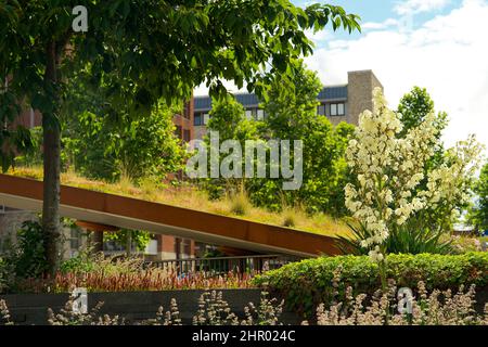 Jardin sur le toit de sedum fleuri sur un toit vert en été dans un environnement urbain Banque D'Images