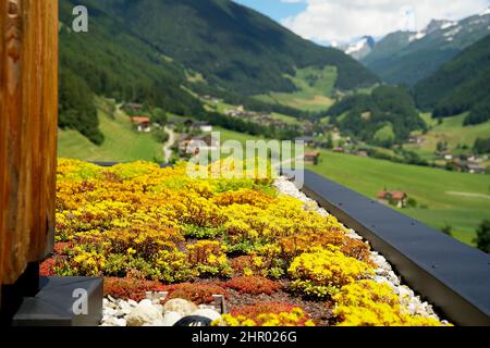 Jardin sur le toit de sedum fleuri sur un toit vert en été dans un environnement urbain Banque D'Images