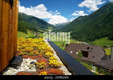 Jardin sur le toit de sedum fleuri sur un toit vert en été dans un environnement urbain Banque D'Images