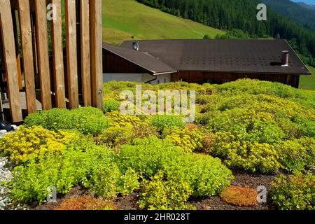 Jardin sur le toit de sedum fleuri sur un toit vert en été dans un environnement urbain Banque D'Images