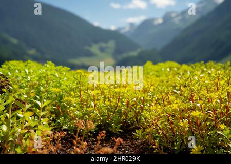 Jardin sur le toit de sedum fleuri sur un toit vert en été dans un environnement urbain Banque D'Images