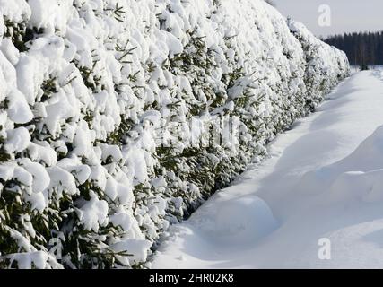 Haie verte vivante recouverte de neige en hiver en Finlande Banque D'Images