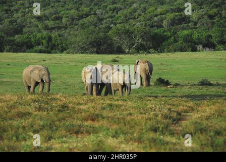 Une famille d'éléphants sauvages qui profitent tranquillement de l'après-midi dans une clairière dans le désert de l'Afrique du Sud. Tourné en safari. Banque D'Images