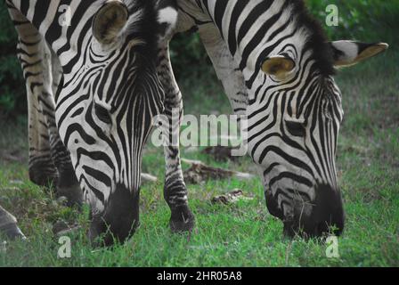 Portrait très rapproché de deux Zèbres sauvages qui sont devenus assez détendus pour profiter de leur déjeuner. Tourné en safari en Afrique du Sud. Banque D'Images