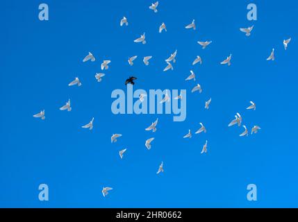 Un pigeon noir dans un troupeau de pigeons blancs dans un ciel bleu Banque D'Images