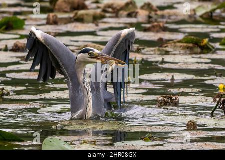 Un airone cinerino ha appena pescato un pesce tra le acque dell'Oasi Lipu di Torrile (Parme, Italie) Banque D'Images