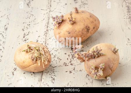 pomme de terre germé, gros plan de pommes de terre germées sur une table en bois ou sur fond avec foyer sélectif. idée de photo de légumes gâtés et non comestibles avec co Banque D'Images