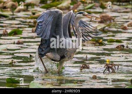 Un airone cinerino ha appena pescato un pesce tra le acque dell'Oasi Lipu di Torrile (Parme, Italie) Banque D'Images