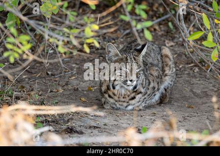 Un bobcat prend une sieste à l'ombre d'un arbre dans le parc national de Big Bend, Texas, États-Unis. Banque D'Images