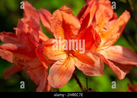 Flower Azalea, un membre du genre Rhododendron. Banque D'Images