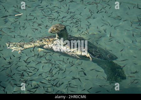 Une tortue molle à épines flotte parmi de petits poissons dans une piscine d'eau douce au parc national de Balmorhea, Texas, États-Unis. Banque D'Images