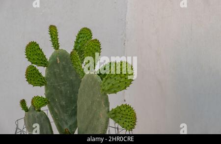 Cactus de Pear de l'est, Opuntia humifusa contre fond de mur blanc. Maison grecque de l'île décoration extérieure Banque D'Images