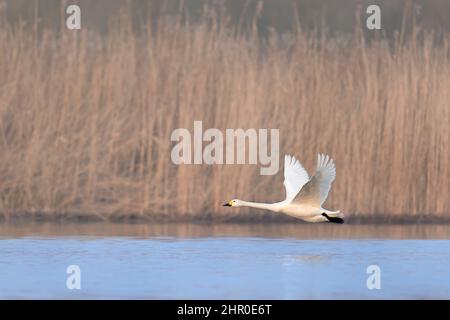 Cygne de toundra / cygne de Bewick (Cygnus columbianus bewickii) volant au-dessus de l'eau du lac après le lit de roseaux / reedbed tôt le matin dans la brume au printemps Banque D'Images