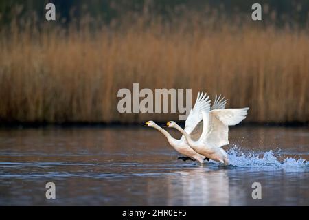 Deux cygnes de toundra / cygne de Bewick (Cygnus columbianus bewickii) se découpent de l'eau du lac au printemps Banque D'Images