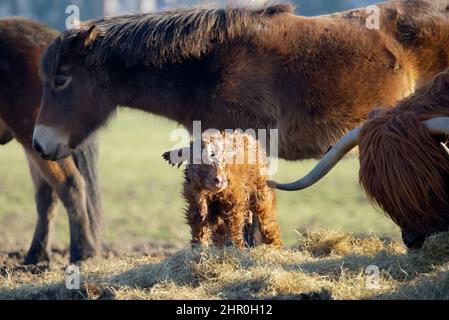 gros plan d'un nouveau-né d'un scottish highlander dans un troupeau avec la mère contenue dans la douce lumière de printemps Banque D'Images