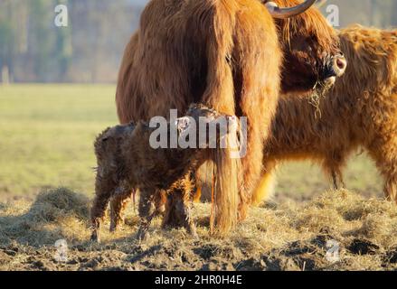 gros plan d'un nouveau-né d'un scottish highlander dans un troupeau avec la mère contenue dans la douce lumière de printemps Banque D'Images