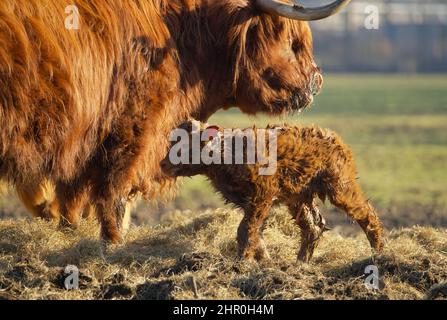 gros plan d'un nouveau-né d'un scottish highlander dans un troupeau avec la mère contenue dans la douce lumière de printemps Banque D'Images