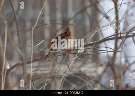 Femelle cardinal mangeant des baies en hiver Banque D'Images