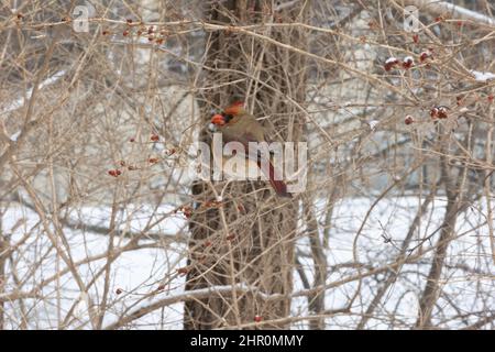 Femelle cardinal mangeant des baies en hiver Banque D'Images