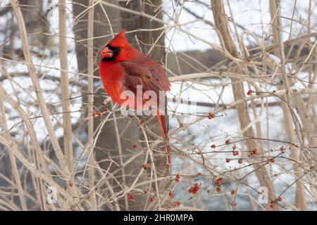 Cardinal mâle mangeant des baies en hiver Banque D'Images