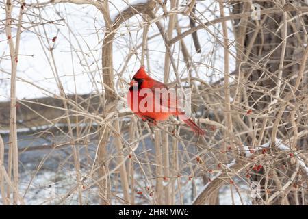 Cardinal mâle mangeant des baies en hiver Banque D'Images