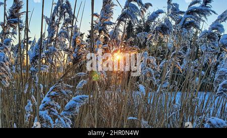 soleil du matin en hiver brillant à travers le hoarfrost herbe de roseau couverte Banque D'Images