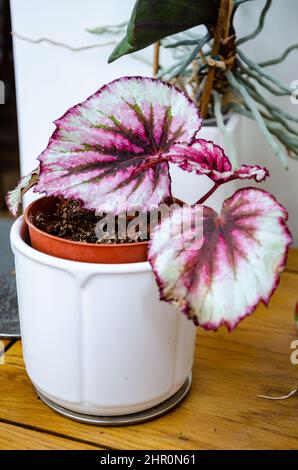 Vue rapprochée d'une plante maison, 'begonia rex' dans un pot blanc avec des feuilles rouges variégées. Banque D'Images