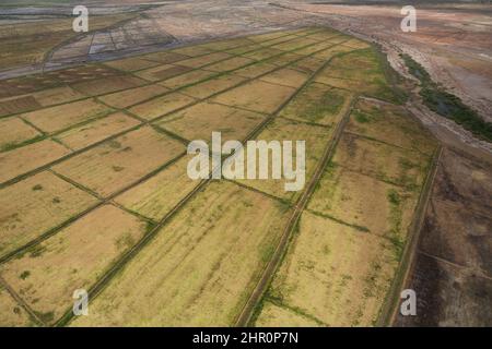 De vastes étendues de rizières sont bordées par des canaux d'irrigation dans le delta du fleuve Sénégal, au nord du Sénégal, en Afrique de l'Ouest. Banque D'Images