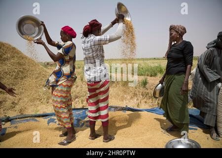 Les femmes travaillent ensemble pour battre et récolter des tiges et des céréales de riz fraîchement récoltées dans le delta du fleuve Sénégal, dans le nord du Sénégal, en Afrique de l'Ouest. Banque D'Images