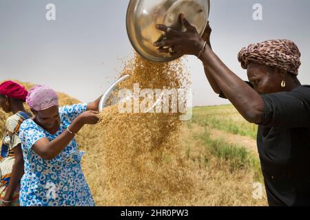 Les femmes travaillent ensemble pour battre et récolter des tiges et des céréales de riz fraîchement récoltées dans le delta du fleuve Sénégal, dans le nord du Sénégal, en Afrique de l'Ouest. Banque D'Images