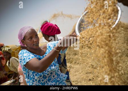 Les femmes travaillent ensemble pour battre et récolter des tiges et des céréales de riz fraîchement récoltées dans le delta du fleuve Sénégal, dans le nord du Sénégal, en Afrique de l'Ouest. Banque D'Images