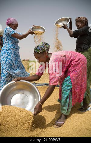 Les femmes travaillent ensemble pour battre et récolter des tiges et des céréales de riz fraîchement récoltées dans le delta du fleuve Sénégal, dans le nord du Sénégal, en Afrique de l'Ouest. Banque D'Images