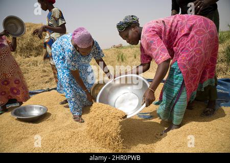 Les femmes travaillent ensemble pour battre et récolter des tiges et des céréales de riz fraîchement récoltées dans le delta du fleuve Sénégal, dans le nord du Sénégal, en Afrique de l'Ouest. Banque D'Images