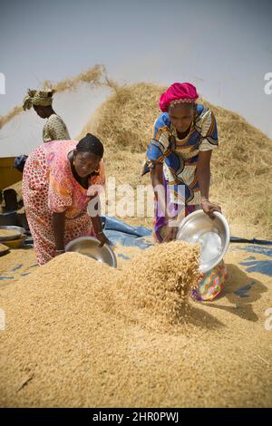 Les femmes travaillent ensemble pour battre et récolter des tiges et des céréales de riz fraîchement récoltées dans le delta du fleuve Sénégal, dans le nord du Sénégal, en Afrique de l'Ouest. Banque D'Images