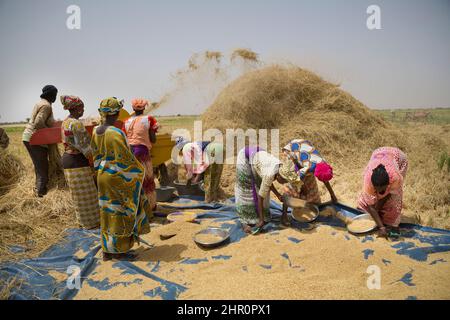 Les femmes travaillent ensemble pour battre et récolter des tiges et des céréales de riz fraîchement récoltées dans le delta du fleuve Sénégal, dans le nord du Sénégal, en Afrique de l'Ouest. Banque D'Images