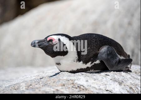 Pingouin africain à la plage de Boulders dans la ville de Simon's près du Cap Banque D'Images