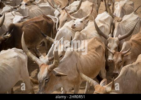 Embouteillage du bétail dans le delta du fleuve Sénégal, Sénégal, Afrique de l'Ouest. Banque D'Images