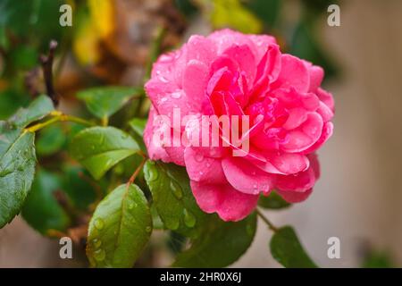 Rose fleurie dans un jardin avec vue rapprochée. Banque D'Images