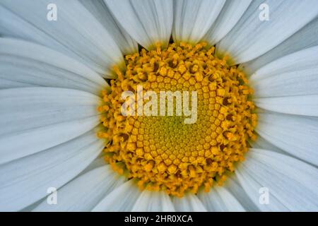 Photographie macro du centre d'une fleur maximale de Chrysanthemum Banque D'Images