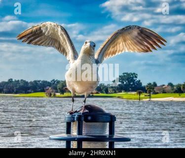 Posant Seagull à Lake Sumter Landing Boardwalk dans les villages, Floride Banque D'Images