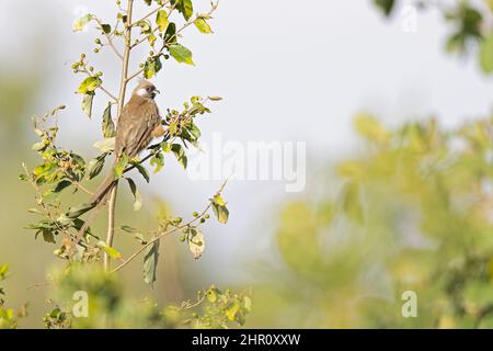 Un mousebird moucheté (Colius striatus) perché sur une branche. Banque D'Images