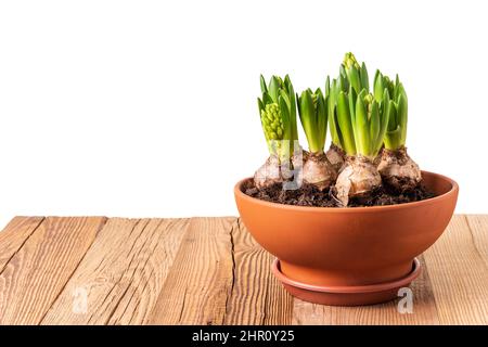 Jacinthes avec bourgeons poussant en terre cuite fleur pot sur table rustique en bois isolée sur fond blanc. Modèle de motif fleurs de printemps. Banque D'Images