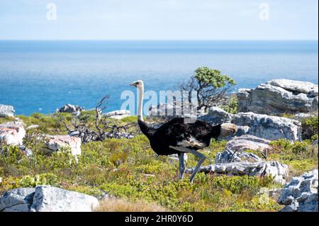 Un autruche marche à Cape point dans le Cap Banque D'Images