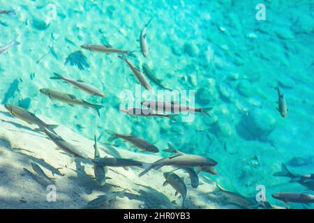 troupeau de poissons dans l'eau bleu clair dans un ruisseau de montagne Banque D'Images