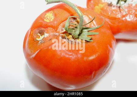 Gros plan de tomates rouges en forme de V sur fond blanc Banque D'Images