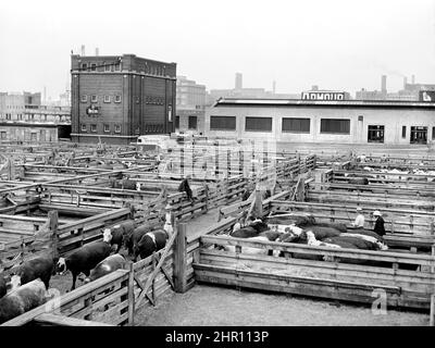 Acheteur regardant sur le bétail. Union stock yards, Chicago, Illinois, États-Unis, John Vachon, U.S. Office of War information/États-Unis Administration de la sécurité agricole, juillet 1941 Banque D'Images